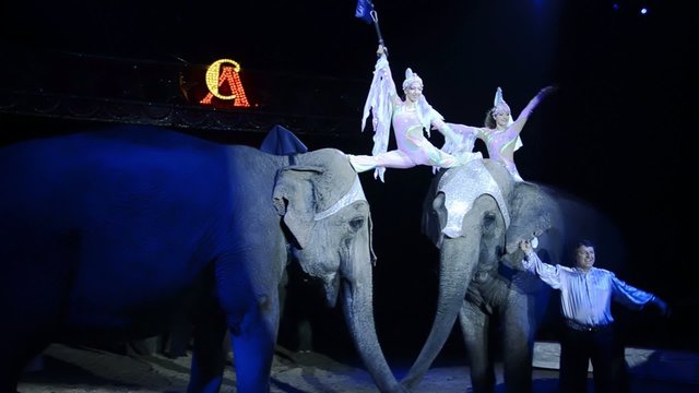 circo, la ragazza e gli elefanti