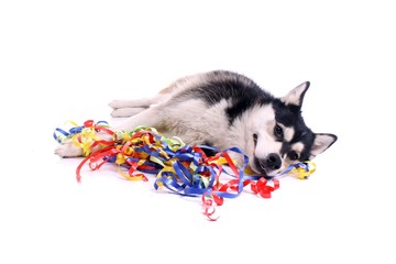 Fototapeta premium Hund Husky freut sich über bunte Bänder