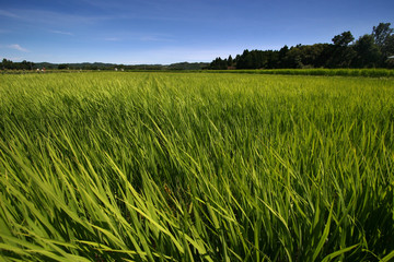 日本の水田