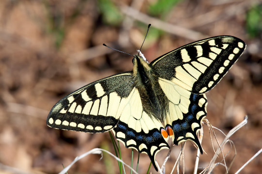 Papilio Machaon