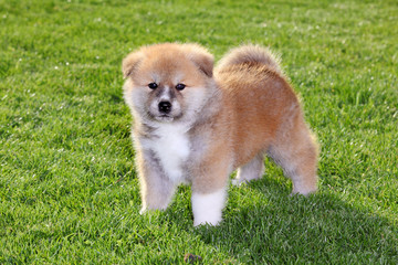 Pets, akita inu puppy dog © sima