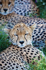 うたた寝するチータの子