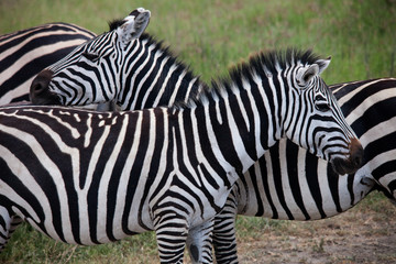 Fototapeta na wymiar Zebra tulić