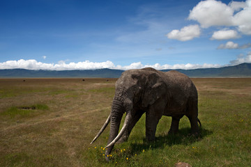草原を歩く象