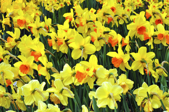 Background yellow daffodil (Narcissus) in spring