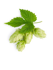 The branch of hops