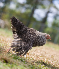 Walking hen