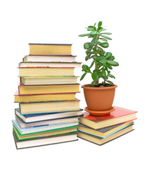 books and a green plant (Crassula) on a white background