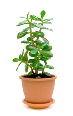 Green plant (Crassula) on a white background