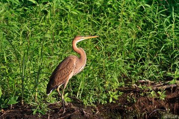 red heron (ardea purpurea)