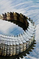 Foto op geborsteld aluminium Krokodil Krokodillenstaart