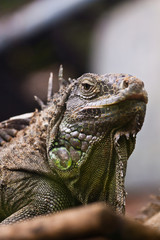 Iguana on branch