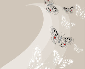 beautiful butterflies