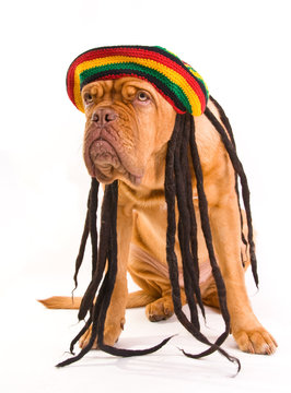 Rastafarian Hat Dog