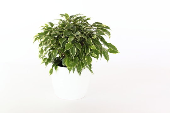 Ficus