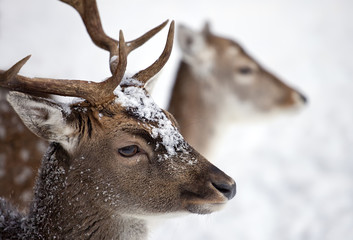Young male white Tailed Deer in the forest in winter