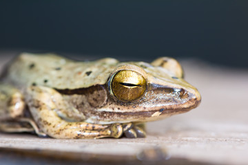 Close up of Frog