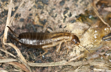 Earwig on ground, extreme close-up with high magnification