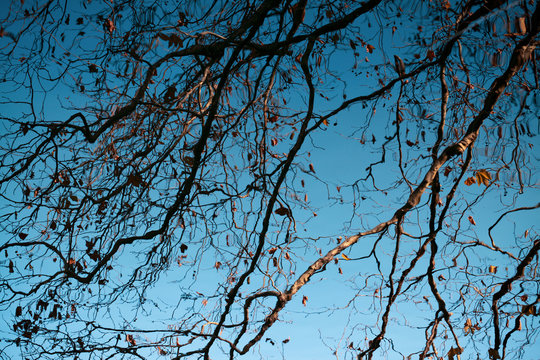 branches in the lake reflected