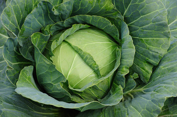 Obraz premium Lecttuce