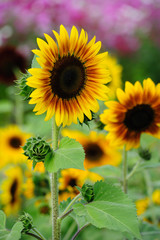 Obraz premium Sunflower
