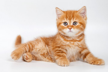 British kitten on white background