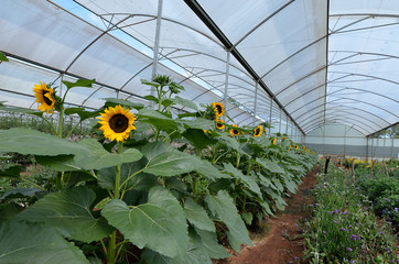 girasoli