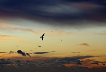 Fototapeta na wymiar Gulls at Sunset