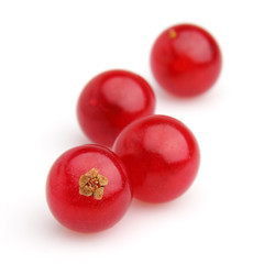 Ripe berries of a currant