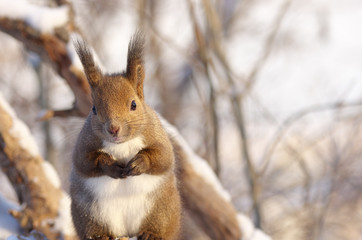 Obraz premium 冬山のエゾリス