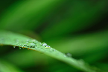 緑と水滴
