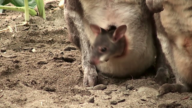 Mom and baby kangaroo