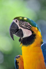 ルリコンゴウインコ
