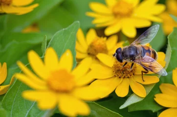 Photo sur Plexiglas Macro abeille