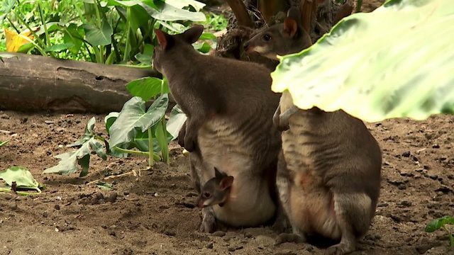 Mom and baby kangaroo