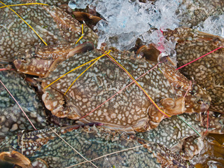Crabs on ice