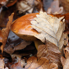 mushroom in forest
