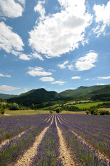 Fototapeta premium Provence - champ de lavande