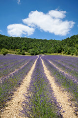 Fototapeta na wymiar Provence - Lawendowe pole