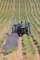 r&eacute;colte de la lavande