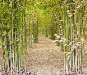 Through the bamboo.