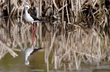 winged stilt