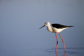 winged stilt