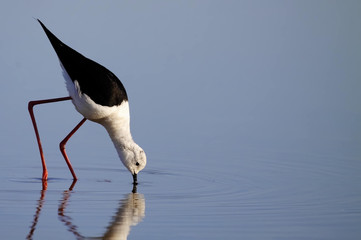 winged stilt