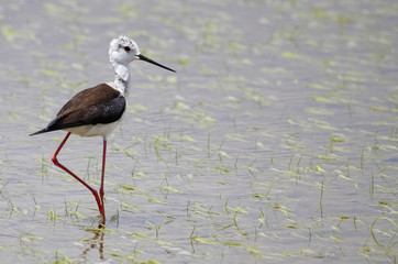winged stilt