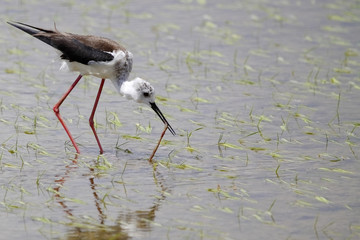 winged stilt