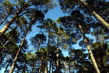 Pine trees Alcala de la Selva Gudar mountains Teruel provin