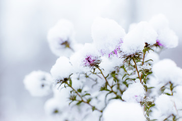 Winter flowers