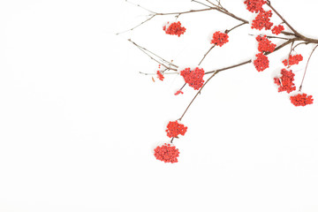 Obraz premium Rowan in snow