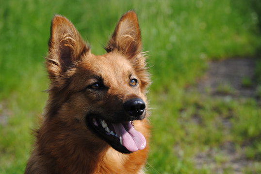 Harzer Fuchs